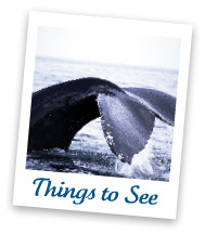 activities in monterey